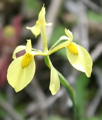 Moraea thomasiae