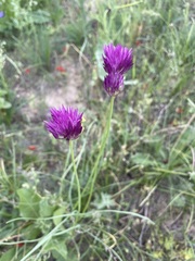 Allium barsczewskii
