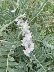 Astragalus sieversianus