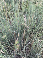 Ephedra intermedia