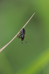 Capsus ater