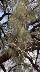 Allocasuarina decaisneana