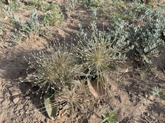 Allium protensum