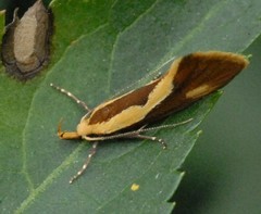 Harpella forficella