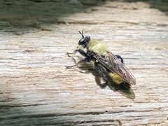 Laphria divisor