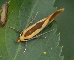 Harpella forficella