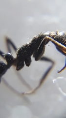 Leptogenys diminuta