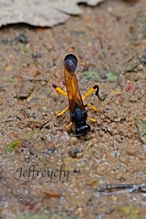 Sceliphron javanum petiolare