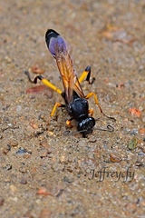 Sceliphron javanum petiolare