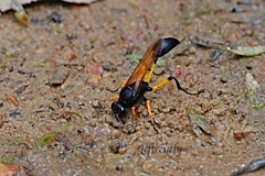 Sceliphron javanum petiolare