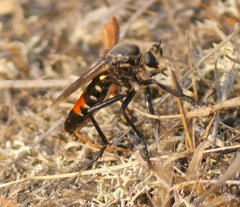 Dasypogon