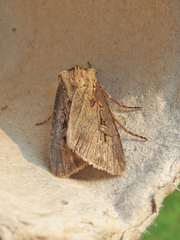 Agrotis obliqua