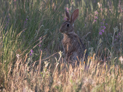 Oryctolagus cuniculus