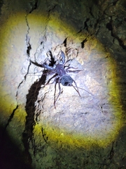 Mastigoproctus giganteus