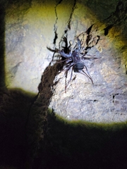 Mastigoproctus giganteus