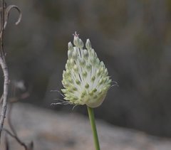 Allium guttatum