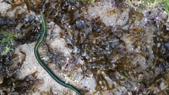 Eulalia clavigera