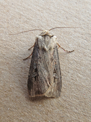 Agrotis obliqua