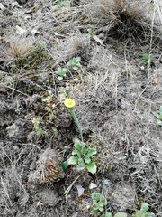 Arnoseris minima