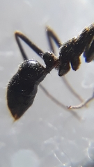 Leptogenys diminuta