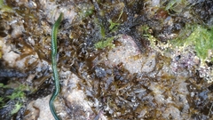 Eulalia clavigera