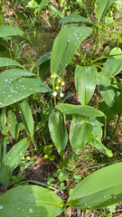Convallaria majalis