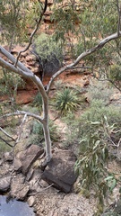 Macrozamia macdonnellii