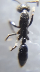 Leptogenys diminuta