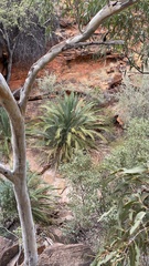 Macrozamia macdonnellii