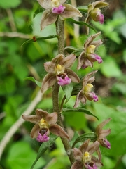 Epipactis helleborine tremolsii