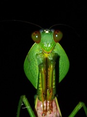 Rhombodera
