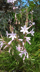 Watsonia knysnana