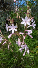 Watsonia knysnana