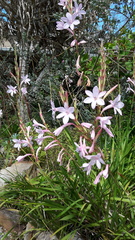 Watsonia knysnana