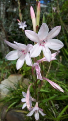 Watsonia knysnana