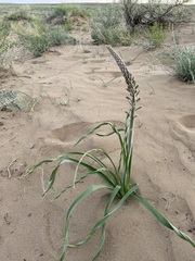 Eremurus inderiensis
