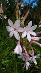 Watsonia knysnana