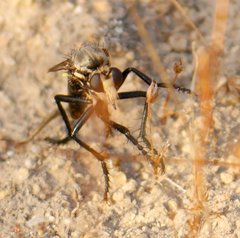 Dasypogon