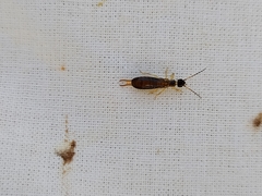 Apterygida albipennis