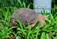 Hedleyella maconelli