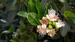 Capparis sepiaria
