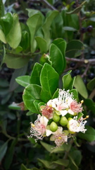 Capparis sepiaria