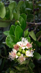 Capparis sepiaria