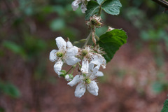 Rubus