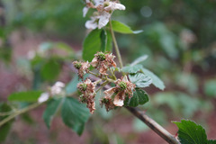 Rubus