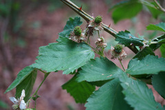 Rubus