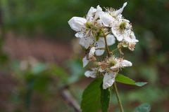 Rubus