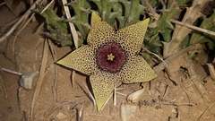 Orbea verrucosa