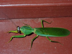 Rhombodera
