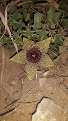 Orbea verrucosa